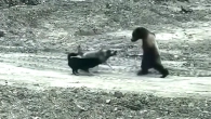 99 Craziest Animal Fights of All Time 2024