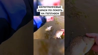 Ловлю килограммов карасей на поплавок