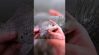Ловля карася на закидушки