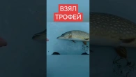 Поймал трофейную щуку на жерлицу