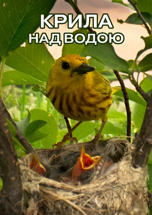 Крила над водою