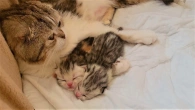 Маленькие котята ползают как червячки мяукаютзовут маму кошку.