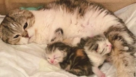 Мама кошка с любовью смотрит на своих крошечных котят и не отходит от них