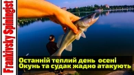 Останні теплі дні осені Рибалка на спінінг — судак і окунь клюють!