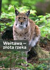 Wełtawa — złota rzeka — plakat