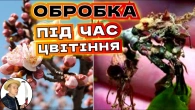 МОНІЛІОЗ: Головна Обробка Абрикоса та Персика під Час Цвітіння