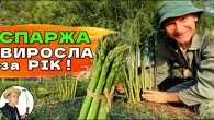 СПАРЖА - ВИРОЩУВАННЯ ЛЕГКО І ПРОСТО - МІЙ ДОСВІД