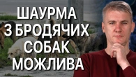 Контроль закладів харчування починається з безпритульних собак