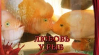 Любовь у рыб!)