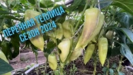 Обзор сортов сладкого перца . Сезон 2024!