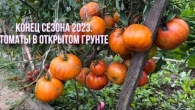 Обзор томатов в открытом грунте в конце сезона. 21.08.2023