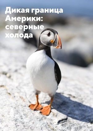 Дикая граница Америки: северные холода