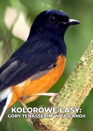 Kolorowe lasy: góry Tenasserim w Tajlandii — plakat