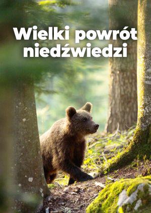 Wielki powrót niedźwiedzi — plakat