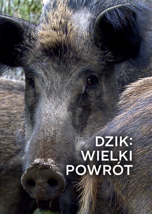 Dzik: wielki powrót