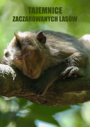 Tajemnice zaczarowanych lasów