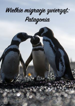 Wielkie migracje zwierząt: Patagonia — plakat