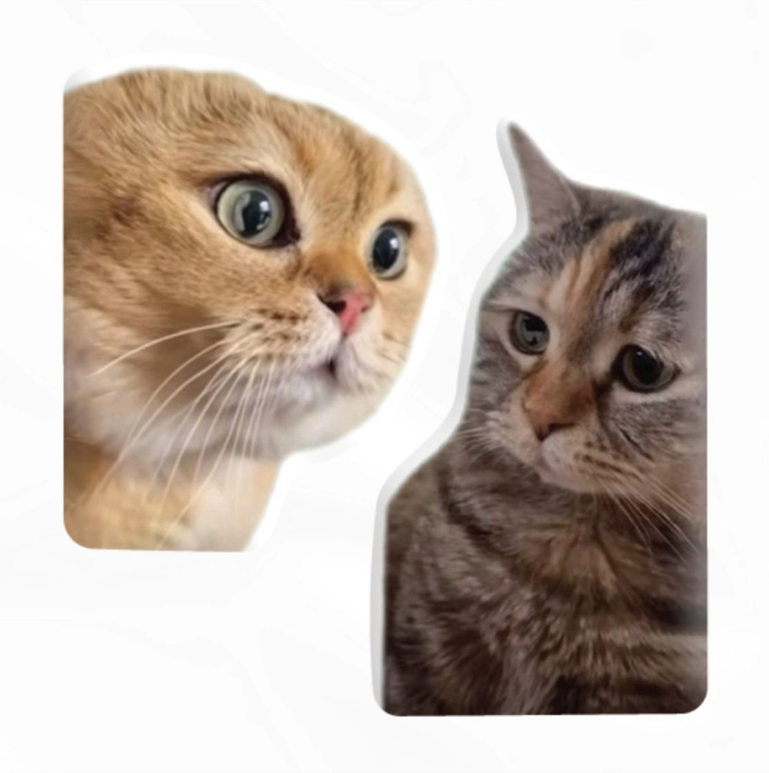 3D стікер «Коти меми»