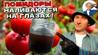 Гумат калия — как правильно развести подкормку, чтобы было эффективно