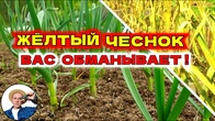 Секреты ухода за чесноком для богатого урожая! После холодной весны