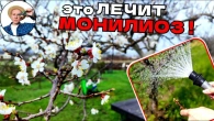 Как правильно обработать абрикосы и персики после цветения