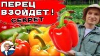 КОГДА СЕЯТЬ ПЕРЕЦ НА РАССАДУ? ПОДСКАЗКА