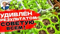 Как Быстро Вырастить КРЕПКУЮ РАССАДУ! Гарантированный Способ Ускорить Прорастание Семян Без Химии