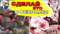 АБРИКОС ЗАЦВЕТЕТ ПОЗЖЕ: Простой Метод Не Попасть На Весенние Заморозки