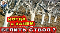 КОГДА БЕЛИТЬ Абрикос Зимой Чтобы Отложить Цветение Простой и Проверенный Метод