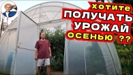ТЕПЛИЦА В ДЕТАЛЯХ: Огурцы, томаты и планы на осень