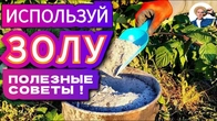 Полезные советы АВГУСТ СЕНТЯБРЬ: лучшие видео для сада и участка