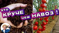 Что лучше чем навоз ? Чтобы томаты не жировали и не болели! Осень Весна Лето!