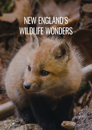 New England's Wildlife Wonders