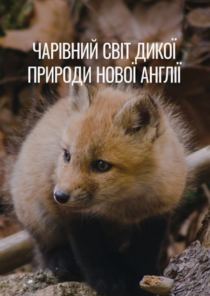Чарівний світ дикої природи Нової Англії