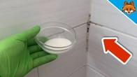 Remove Mold from Silicone(Quick & Easy)