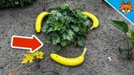 Put Bananas around your Plants and WATCH WHAT HAPPENS(Genius Trick)