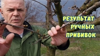 Прививка в ращеп БЕСПОЛЕЗНАЯ И БЕЗРЕЗУЛЬТАТИВНАЯ.