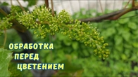 Виноград, обработки и удачная прививка.