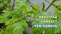 Как помочь восстановиться винограду.