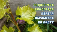 Подкормка винограда.Первая обработка винограда по листу.