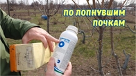 Вы опоздали обработать Бордосской Жидкостью.