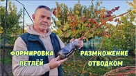 Вынужденная формировка виноградного куста петлёй.
