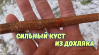 Обрезка куста на обратный рост, НАГЛЯДНО.