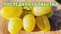 Искореняющая обработка винограда перед укрытием.