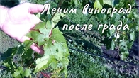Первая обработка после цветения. Виноград, сад, огород, после града.