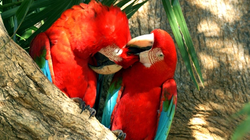 Pantanal – Brazil's Natural Miracle