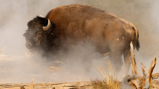 Bison - An American Icon
