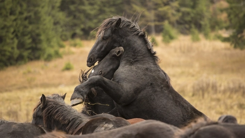 Hooves in the Wind
