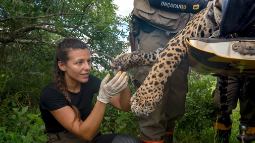Jaguar Journals