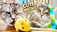 CUTE CATS STORIES: New Toy from Dad & Fress Grass for cats | Fluffy paws VLOG #18